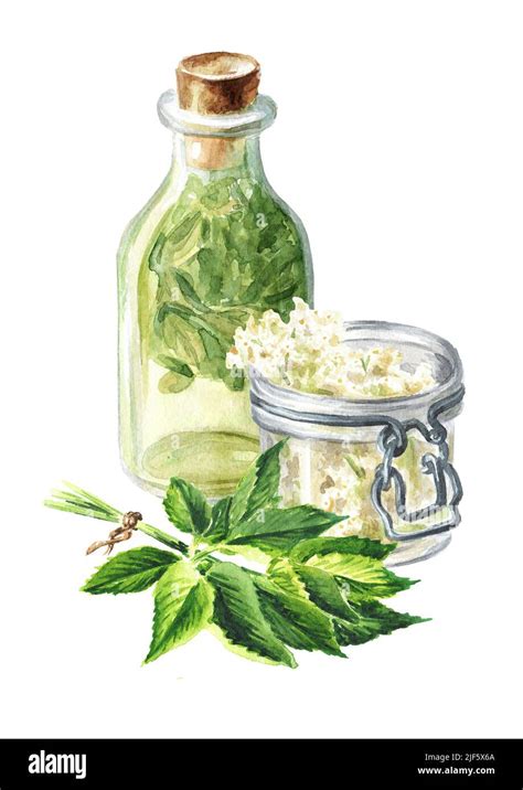 Herbal Homemade Organic Tincture From Fresh Medicinal Herbs Hand Drawn