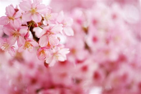 桜の花の色はなぜピンクなのでしょう？ J Shop