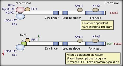 Foxp3 Shades Of Tolerance Immunity