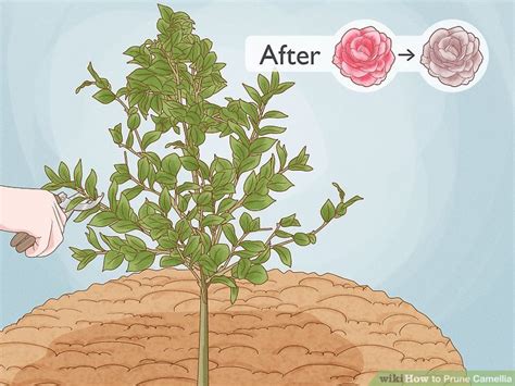 How to Prune Camellia: 9 Steps (with Pictures) - wikiHow