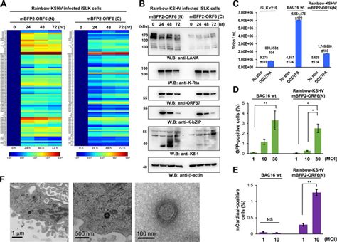 Viral gene expression and production of progeny virus. (A) Viral gene... | Download Scientific ...