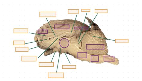 Neuro Anatomy Practicum Mid Sagittal Cut Diagram Quizlet