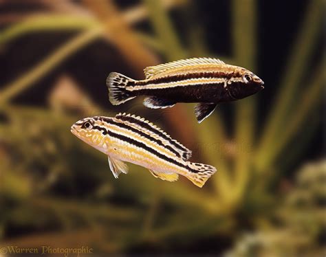 Lake Nyasa Cichlids photo WP04876