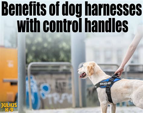 The Benefits Of Dog Harnesses With Handles Julius K9 Uk Blog