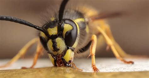 Muscle And Joint Pain After Wasp Sting Critter Stop