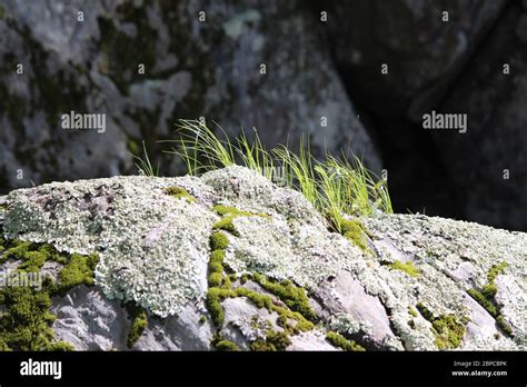 Grass Growing On Rocks With Moss And Lichen Stock Photo Alamy