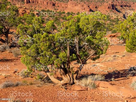 Desert Juniper Tree Stock Photo - Download Image Now - Desert Area, Dry ...