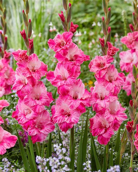 Gladiole Gladiolus Hugo Bild Kaufen Gartenbildagentur