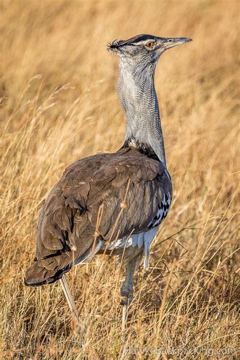 Serengeti Birds - HawkeBackpacking.com