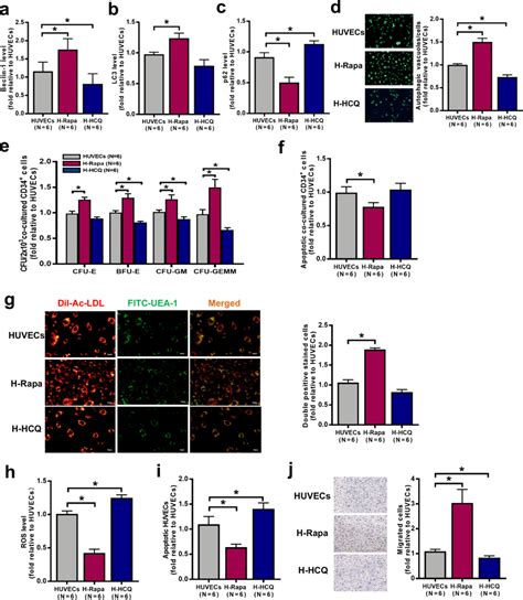 The Effect Of Pharmacologic Regulation Of HUVEC Autophagy On Cocultured