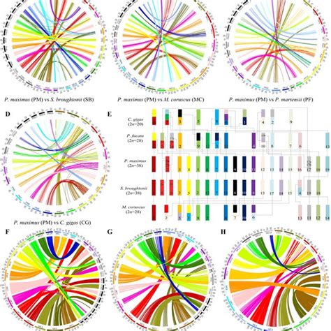 PDF Chromosome Level Genome Assembly Of The Hard Shelled Mussel