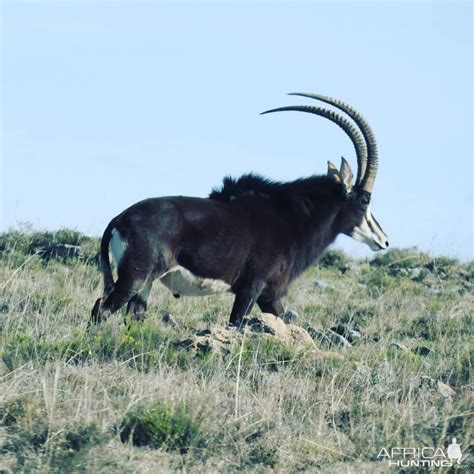 Sable Antelope South Africa | AfricaHunting.com