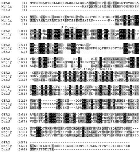 Alignment Of The Predicted Protein Sequences For Arabidopsis Gfa2