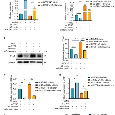 Mir 26actgf Inhibits Smad3 Activation A Western Blot Analysis Of