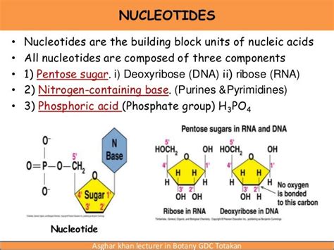 Nucleic acids