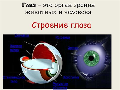 Глаза человека - презентация онлайн