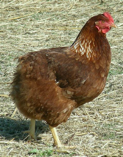 Gallina Araucana O Mapuche Rumpless Origen Chile Araucana