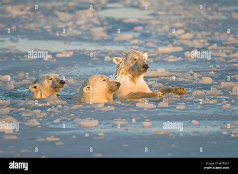 Tres Osos Polares Fotograf As E Im Genes De Alta Resoluci N Alamy