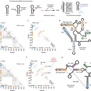 Two Dimensional Mapping Of RNA Structure In 1G 2G Dimer And 3G Monomer