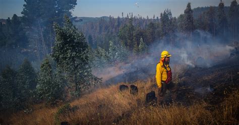 35 De Los Incendios Forestales Son Intencionales A Nivel Nacional 4