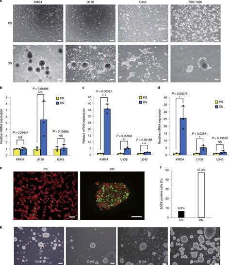 Dn Gels Rapidly Induced Cscs Of Human Brain Cancer Cell Lines And