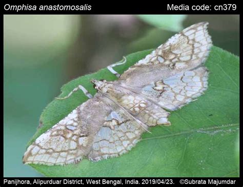 Omphisa anastomosalis Guenée, 1854 - Sweet Potato Stem Borer | Moths