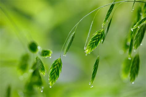 Wallpaper Sunlight Leaves Water Nature Field Branch Green Dew