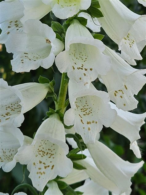 Digitalis Purpurea Alba White Foxglove The Old Dairy Nursery And Gardens