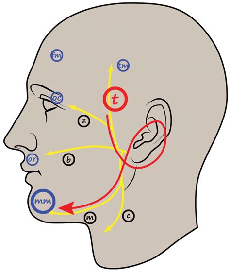 Life Free Full Text Intraoperative Monitoring Of The Facial Nerve During Microvascular