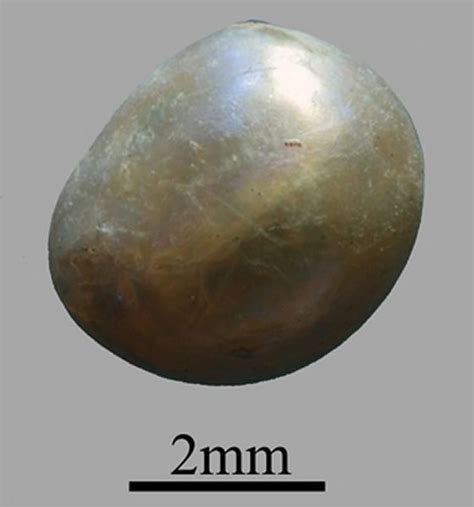 The Most Ancient Pearl In The World Genisi Pearls