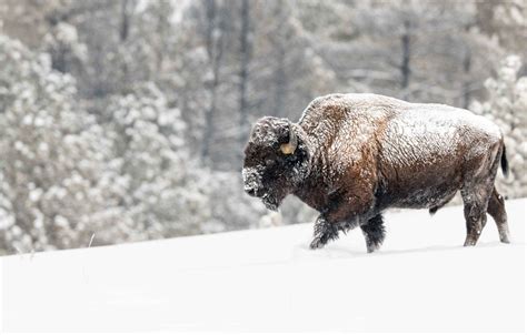 Winter Buffalo Wallpapers - Wallpaper Cave