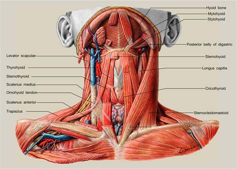 An Overview Of The Topography Of The Neck Surgery Oxford