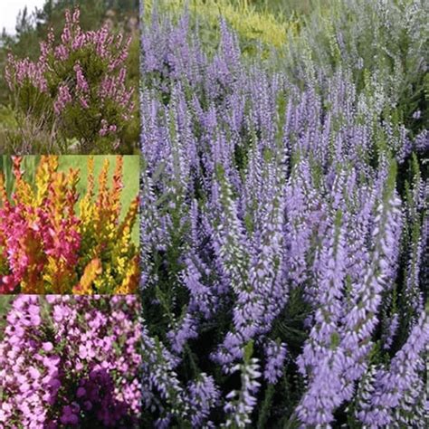 3 X Mixed Heathers Calluna And Erica Varieties Colourful Large Flowering