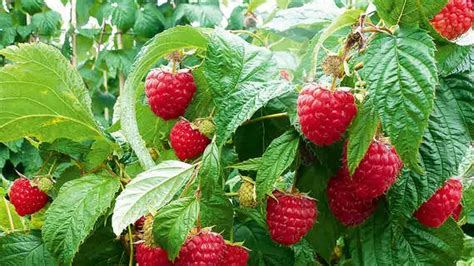 Wichtige Gartenarbeiten im Spätsommer Garten Center Meier