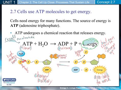 Why Is Atp So Important