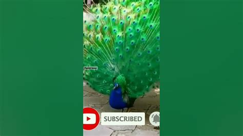 ⚘🦚🦚beautiful Peacock Dance⚘🦚🦚 Shorts Youtubeshorts Shortsfeed