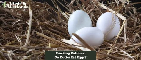 Cracking Calcium Do Ducks Eat Eggs Birds Wetlands