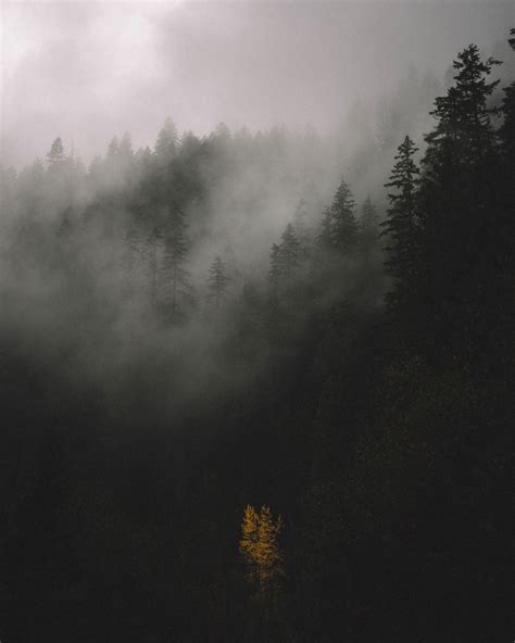 Free Images Tree Nature Forest Mountain Cloud Sky Fog Mist