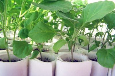 Plant Your Eggplant Seedlings with These Top Tips