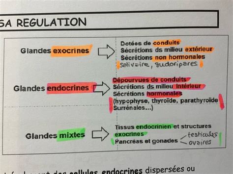 Bdr Syst Me Endocrinien Flashcards Quizlet