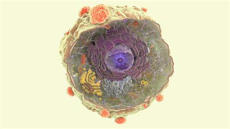 3d Cancer Cell Nucleus Model Turbosquid 1464153