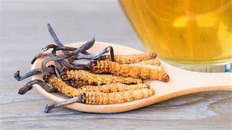 Cordyceps Mushroom Top 3 Health Benefits With Recipes