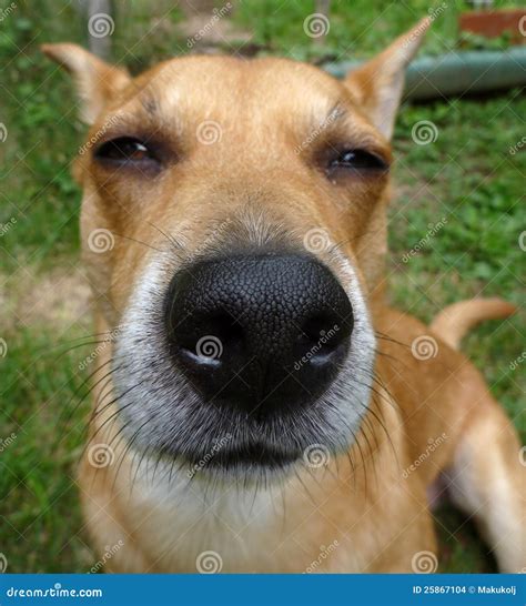 Dog Nose Stock Photo Image Of Friend Texture Cold 25867104