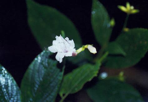 Strobilanthes Acanthaceae Image 25889 At PhytoImages Siu Edu