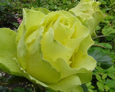 Роза Лимбо