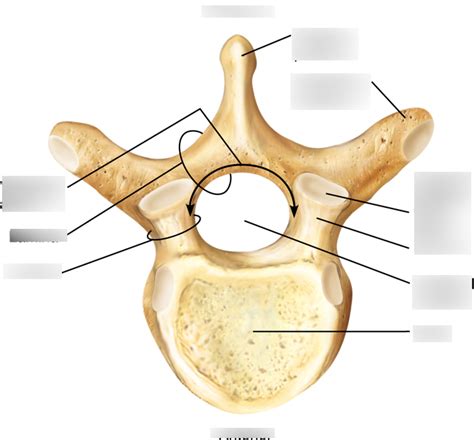 Diagram Of Typical Vertebrae Al Exam Review Diagram Quizlet