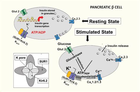 Figure 72 Schematic Representation Of A Beta β Cell Diabetes In