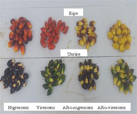 Figure 1 Unipe And Ripe Fruit Of Different Oil Palm Types Some