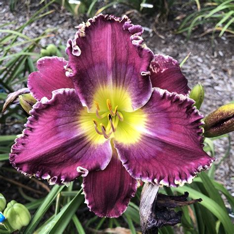 Daylily Hemerocallis Broken Chains In The Daylilies Database