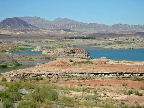 Birding Around Las Vegas Lake Mead Area Las Vegas Wash